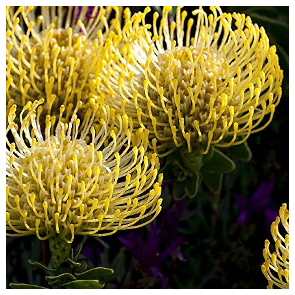 Leucospermum Cordifolium Protea Flower Seeds for Planting Home Garden Heirloom Non-GMO High Germination Organic Gar | Neera Seeds product photo [neera-v4-bd4e33009c99a9f49a9c]