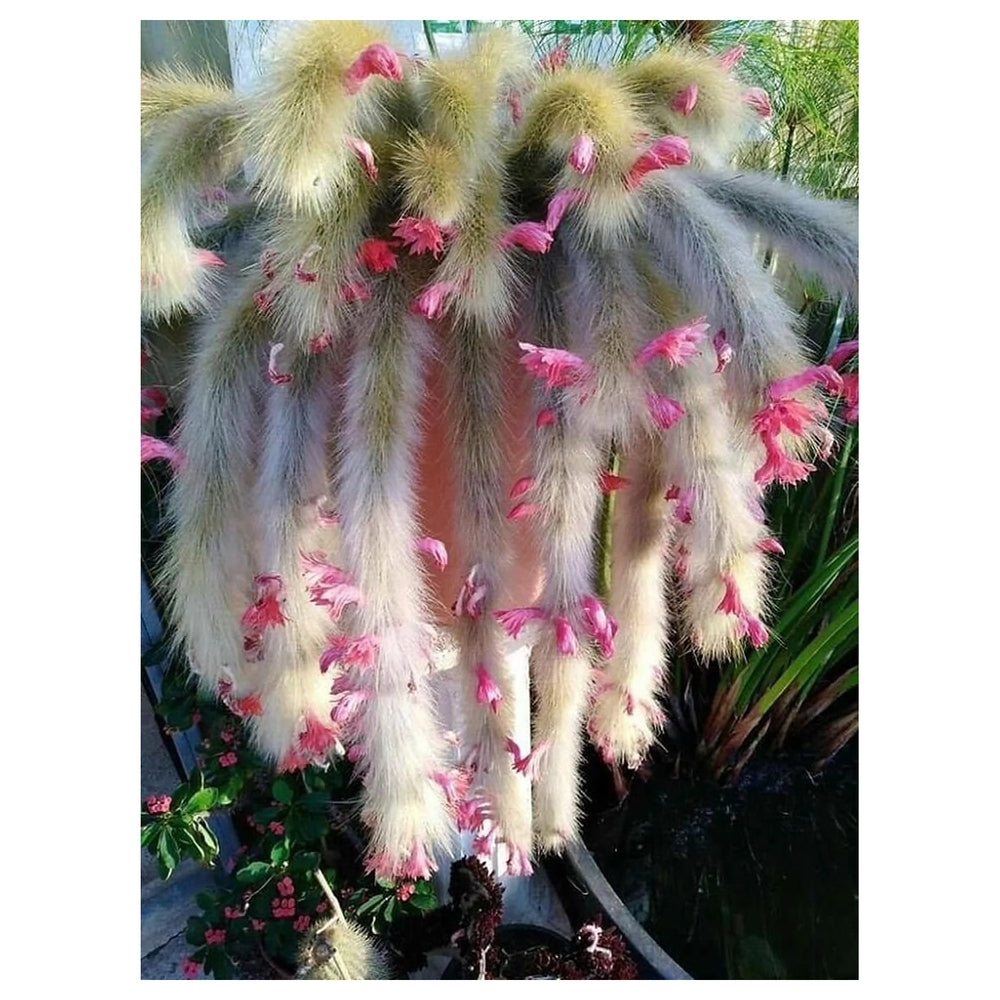 Hildewintera Colademononis – Monkey Tail Cactus Plant Seeds for Planting – Heirloom, Non-GMO, Organic | Neera Seeds product photo [neera-v4-bd4ecb9f809d6d78d596]