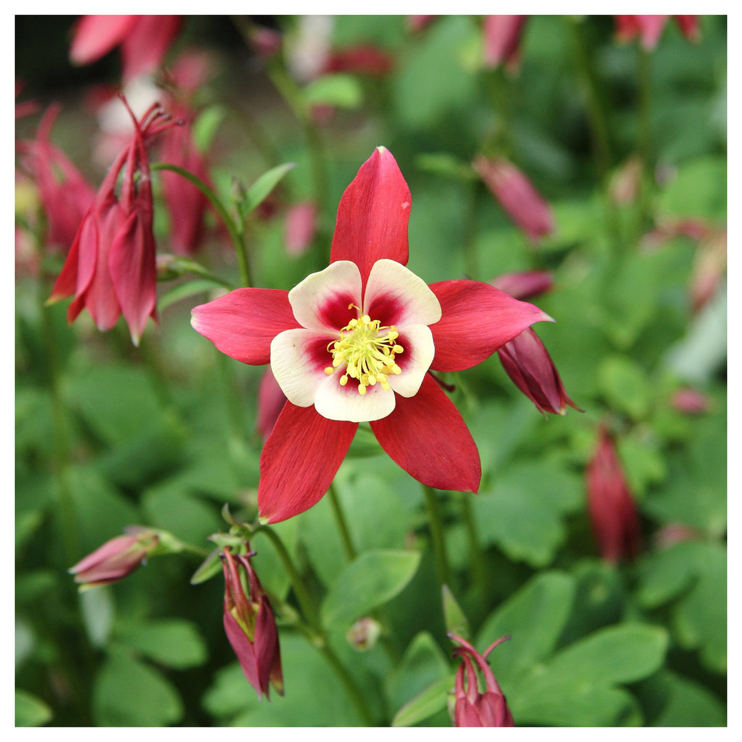 Heirloom Non-GMO Columbine Flower Seeds for Planting – Colorful Perennial Wildflower Blooms | Neera Seeds product photo [neera-v4-bd51829f59bf13eeb61c]