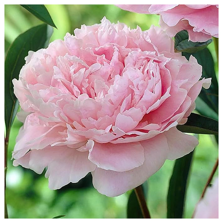 Pink Elegant Peony Flower Bonsai Potted Plants Flower Seeds Home Garden Planting, | Neera Seeds product photo [neera-v4-bd5e990d8f725076359f]