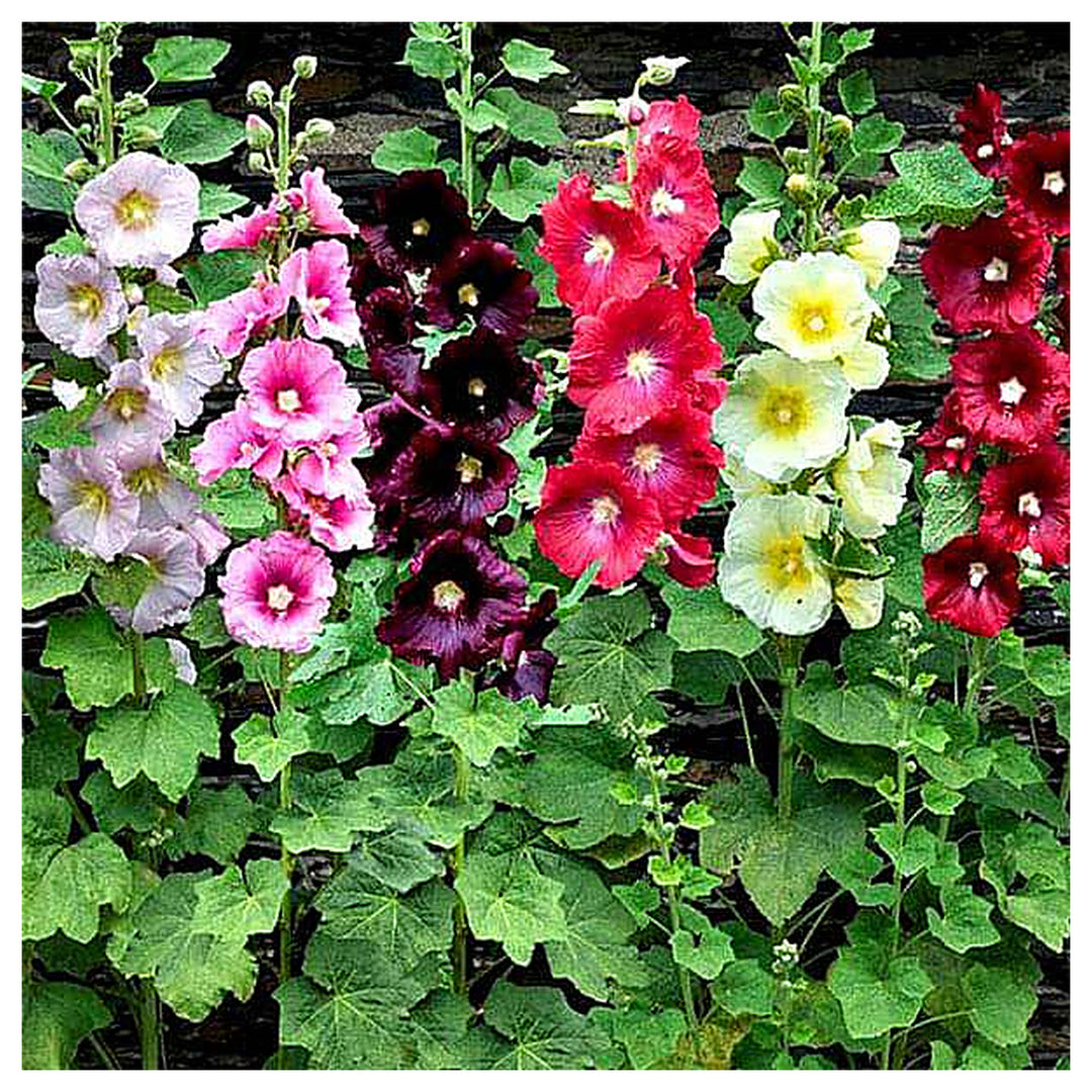 Heirloom Non-GMO Mixed Alcea Flower Seeds for Garden Planting – Vibrant Hollyhock Variety | Neera Seeds product photo [neera-v4-bd606deb0b116f3522ea]