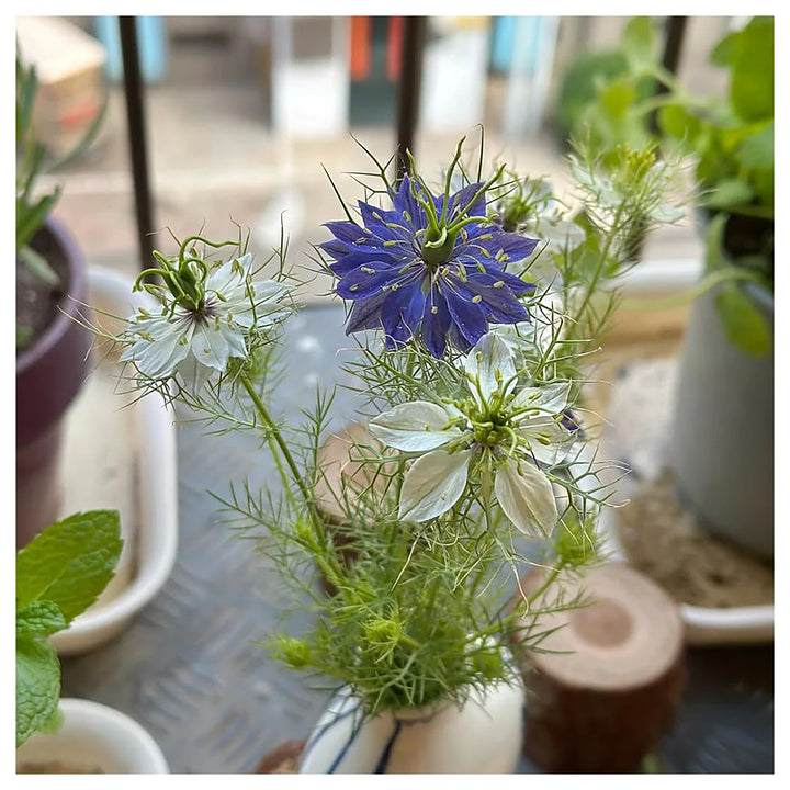 Heirloom Non-GMO White Autumn Flower Seeds for Planting - for Elegant Garden Displays | Neera Seeds product photo [neera-v4-bd7535d910e94b53c6d0]