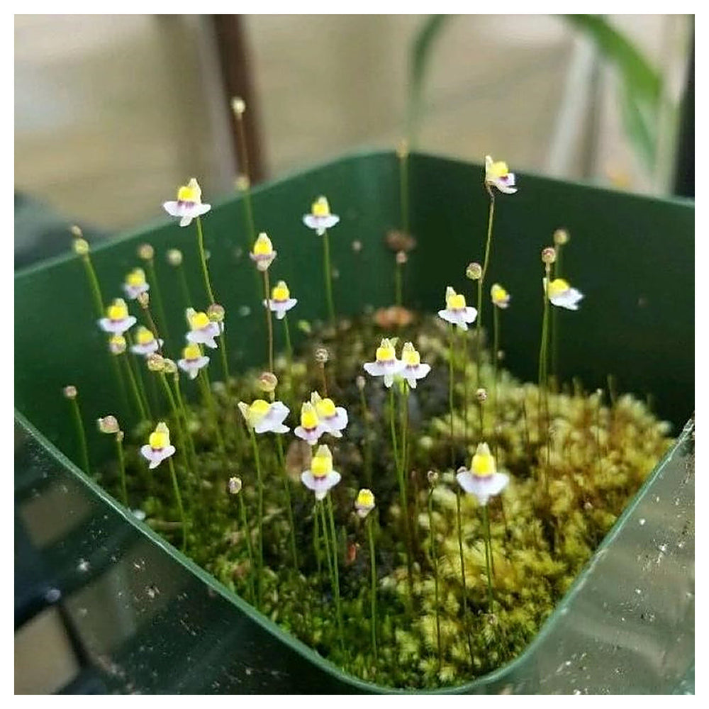 White Utricularia Bisquamata Plant Seeds for Garden Planting – Heirloom Non-GMO High Germination Organic Seeds for  | Neera Seeds product photo [neera-v4-bd82a98e296dc6935065]