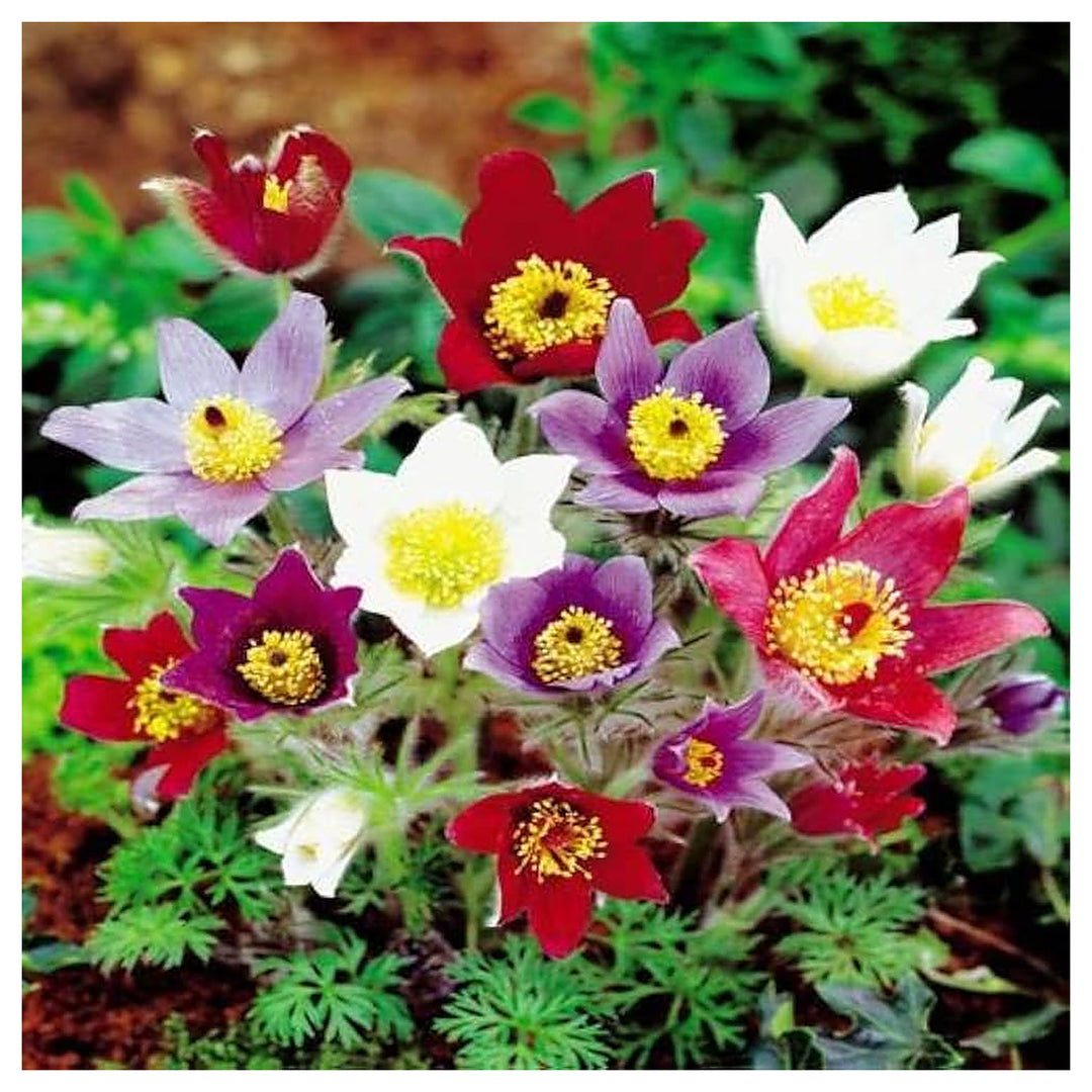 Mix Pulsatilla Pasque Flower Seeds – Heirloom, Non-GMO, High Germination Organic Garden Seeds for Landscaping | Neera Seeds product photo [neera-v4-bd839b50f10918c09731]