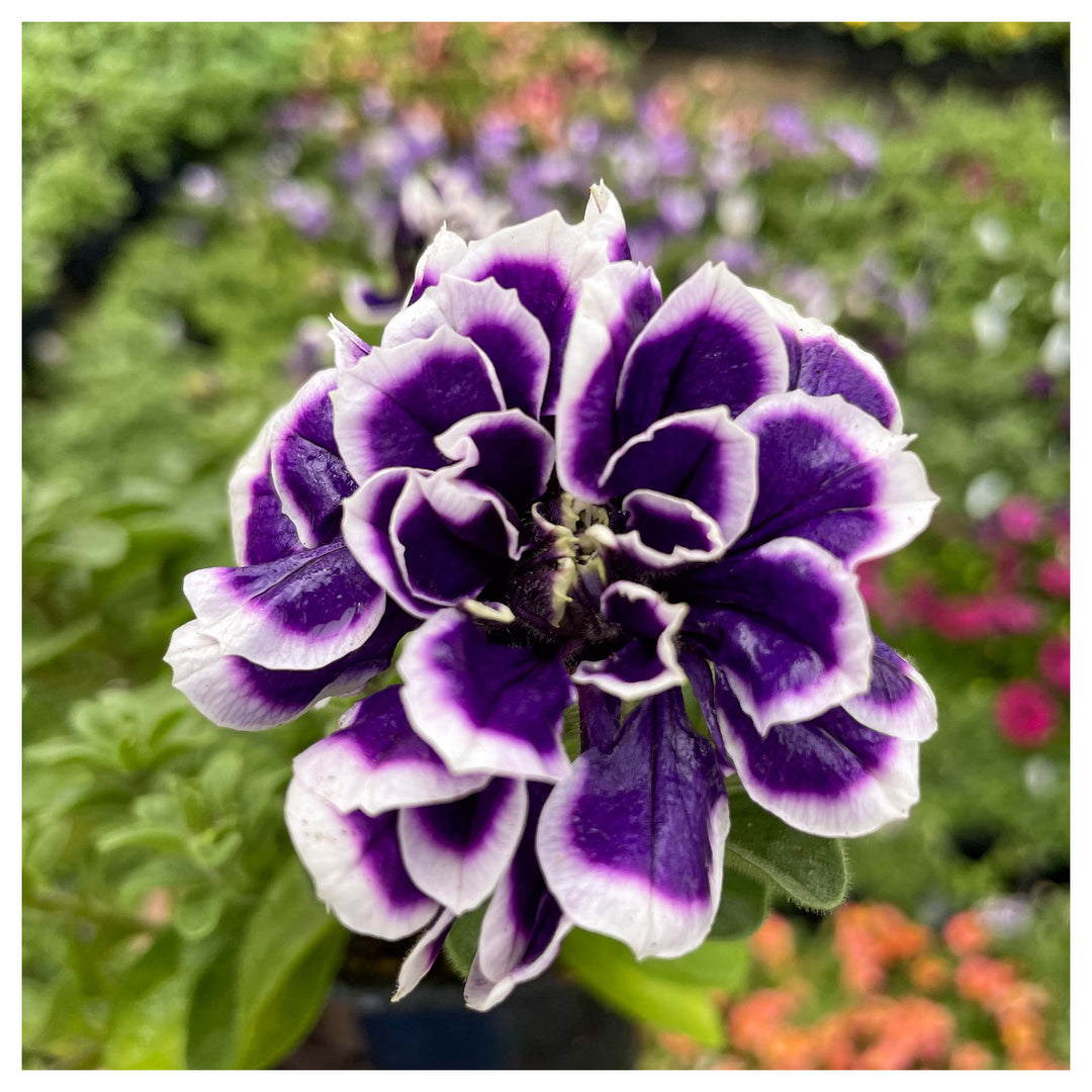 Petunia Petunia Hybrida Double Petals Flower For Planting Ideal For Hanging Baskets Ornamental | Neera Seeds product photo [neera-v4-bd8e5625572da842294a]
