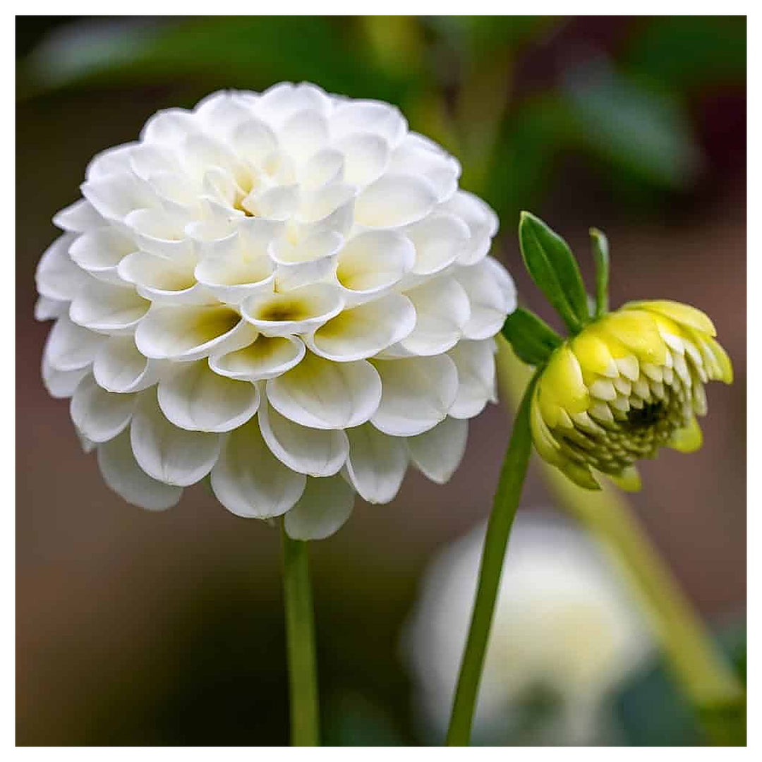 Heirloom White Dahlia Flower Seeds for Planting – Non-GMO, High Germination Organic Garden Seeds | Neera Seeds product photo [neera-v4-bda91a165c6ae312fcec]