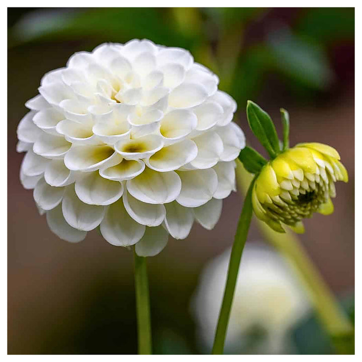 Heirloom White Dahlia Flower Seeds for Planting – Non-GMO, High Germination Organic Garden Seeds | Neera Seeds product photo [neera-v4-bda91a165c6ae312fcec]