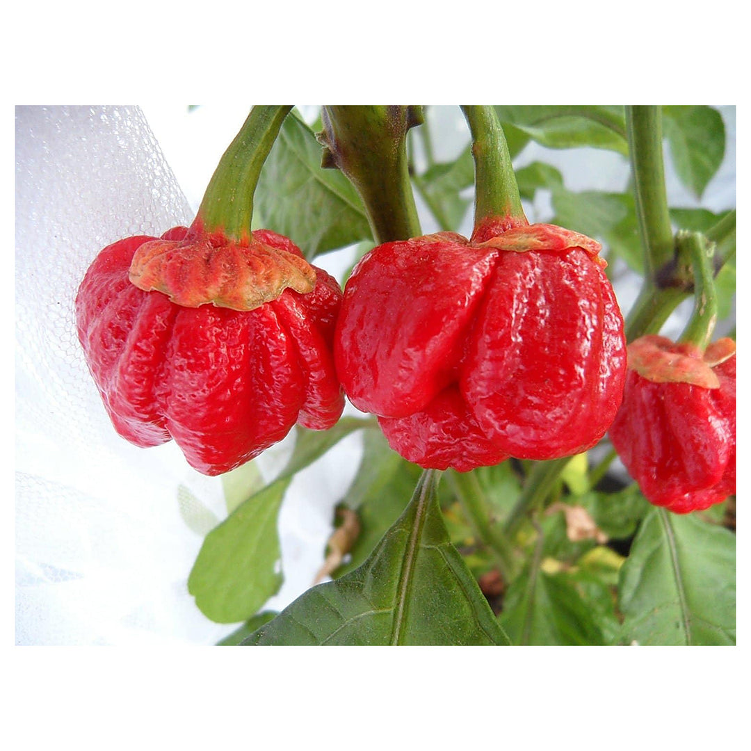 Pepper Seeds for Planting, 100 pcs | Neera Seeds product photo [neera-v4-bdb899db67955cb69812]