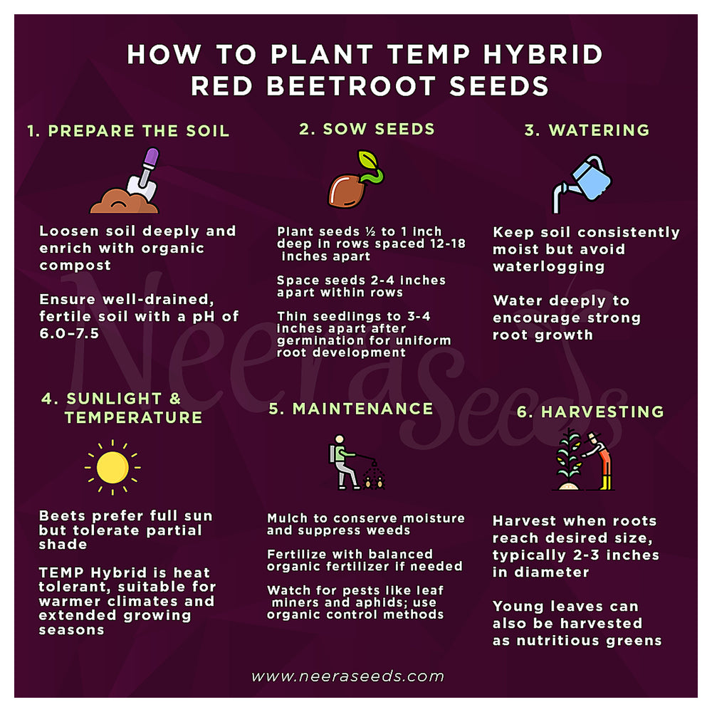TEMP Hybrid Red Beetroot Seeds for Planting – Heat Tolerant, Uniform Roots, High-Yielding Vegetable Seeds | Neera Seeds product photo [neera-v4-bdc767ef44c301d85be0]