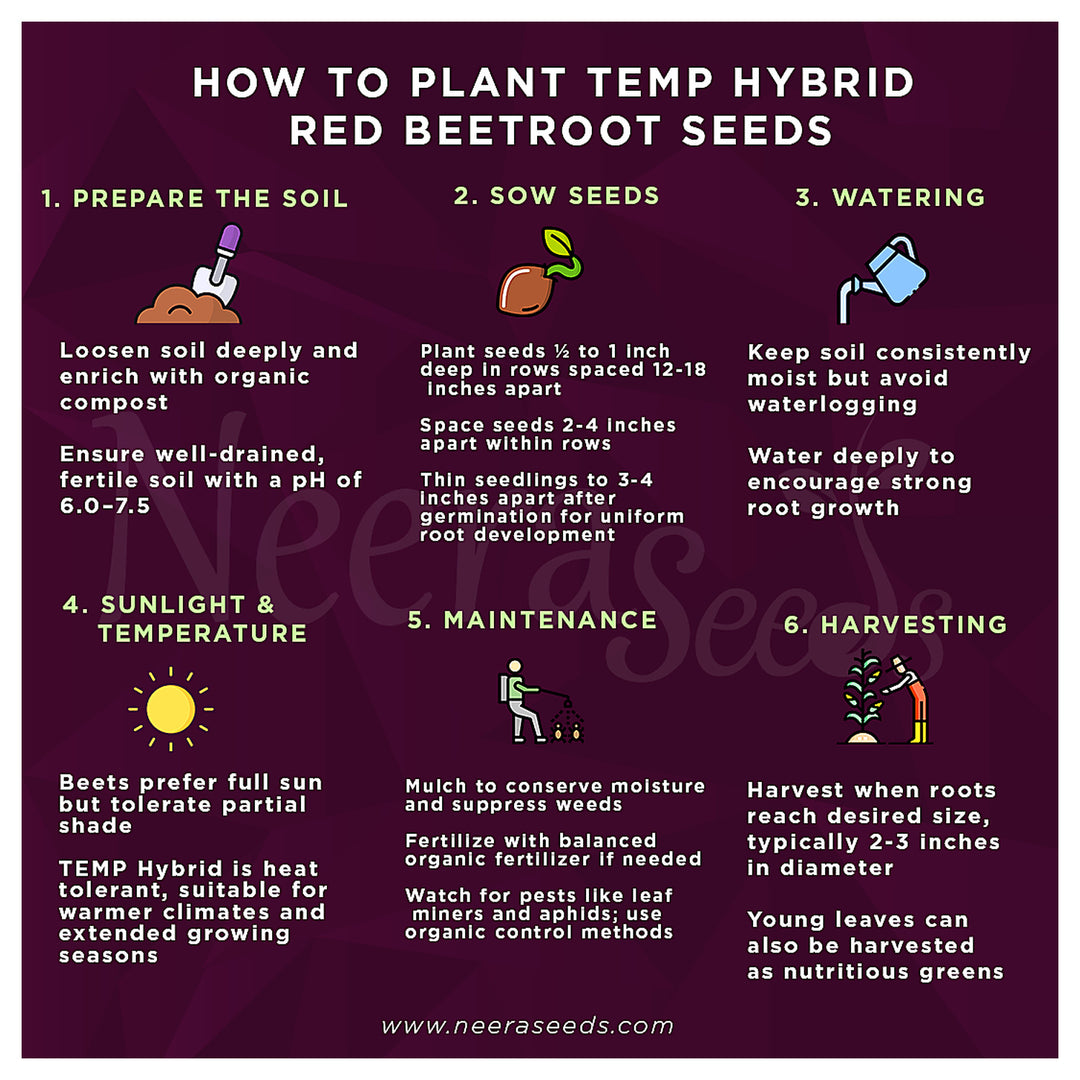 TEMP Hybrid Red Beetroot Seeds for Planting – Heat Tolerant, Uniform Roots, High-Yielding Vegetable Seeds | Neera Seeds product photo [neera-v4-bdc767ef44c301d85be0]