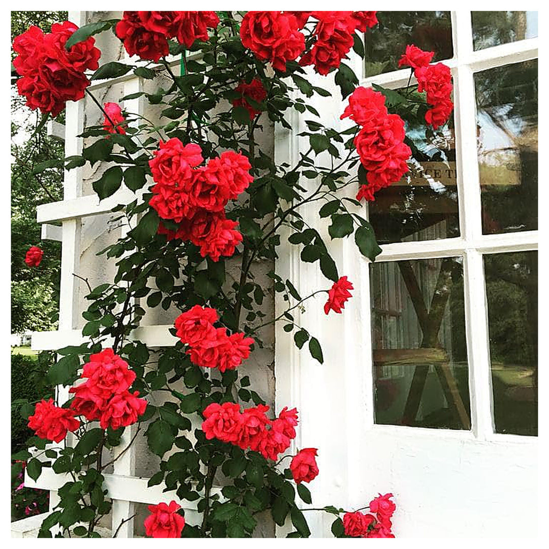 Red Climbing Rose Planting Fairy Garden Fence Trellis Flower Seeds Home Garden Planting, | Neera Seeds product photo [neera-v4-bdce6607b125d6c5e222]