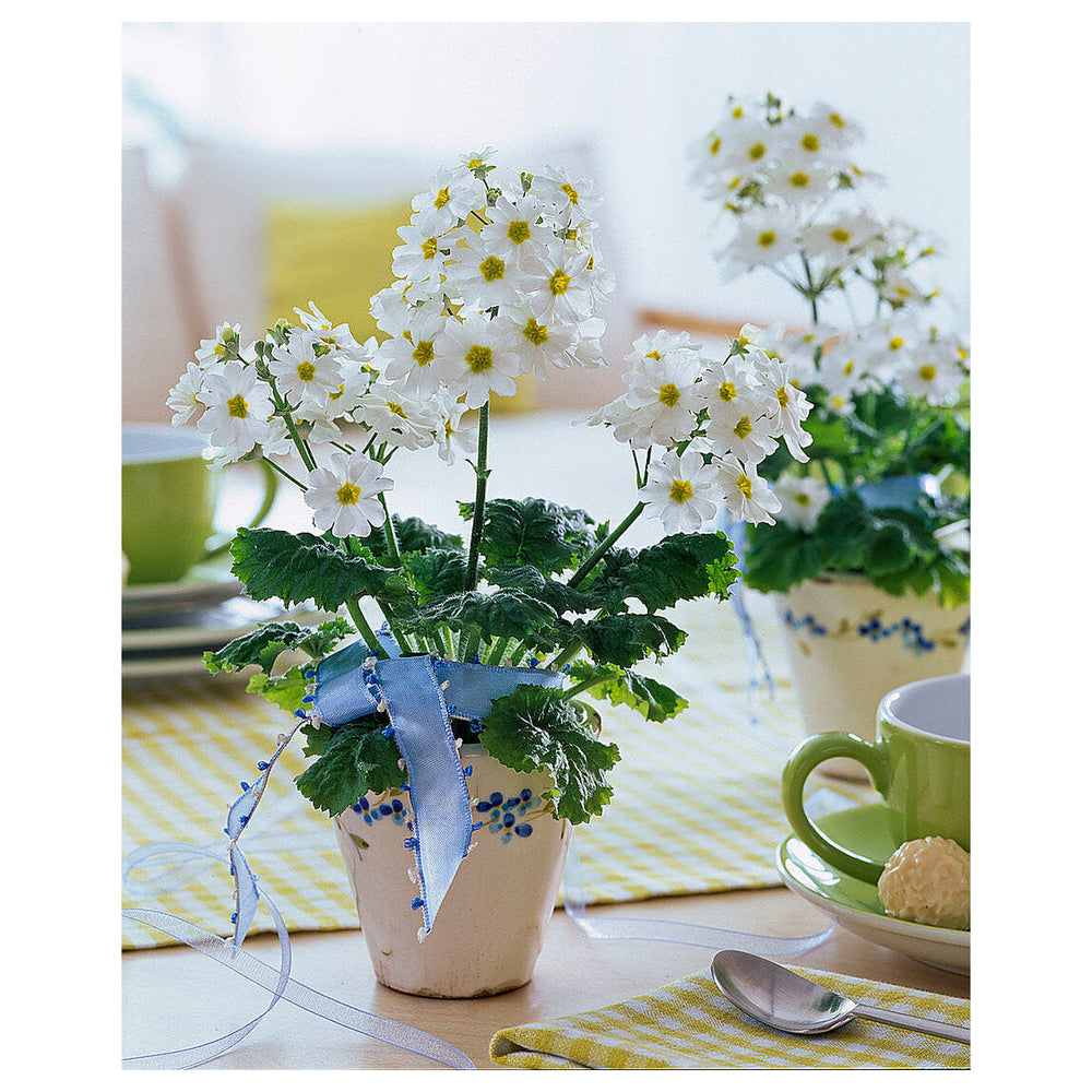 White Primula Malacoides Flower Seeds for Planting – Heirloom, Non-GMO, High Germination Organic Garden Seeds | Neera Seeds product photo [neera-v4-bddf2dab8168a2dbf09c]