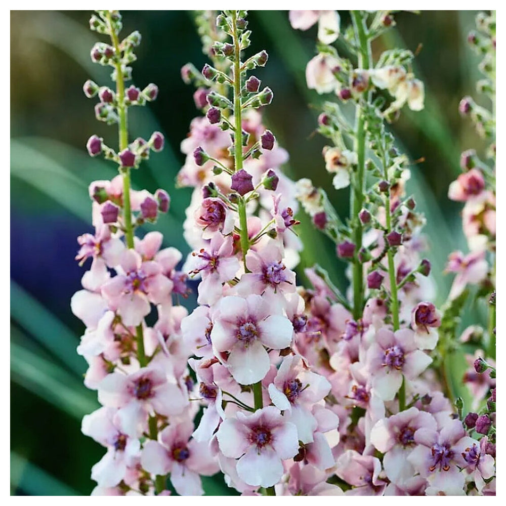 Antique Rose Verbascum Plant Seeds for Planting Non-GMO Heirloom Garden Seeds for Growing | Neera Seeds product photo [neera-v4-bde4f65f88477e12f184]