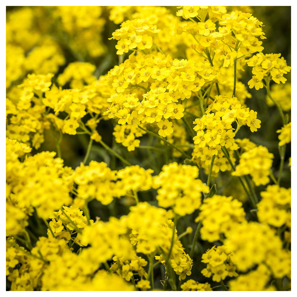 Yellow Aurinia Flower Seeds – Heirloom Non-GMO Alyssum Blooms for Sunny Rock Gardens | Neera Seeds product photo [neera-v4-bded7747a896911cdd8c]
