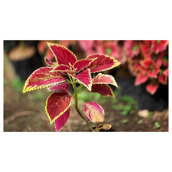 Heirloom Yellow Red Coleus Flower Seeds for Planting – Non-GMO, Vibrant Ornamental Foliage Variety | Neera Seeds product photo [neera-v4-bdee9ad7d856dfda0b5e]