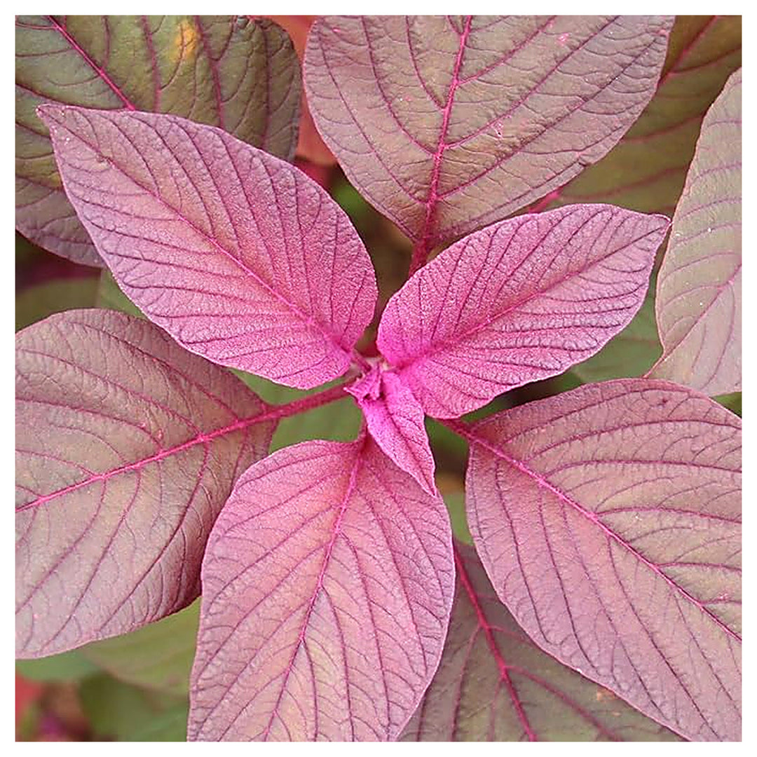Amaranth Red Leaf Seeds for Planting – Heirloom, Fast-Growing, High-Yield Greens | Neera Seeds product photo [neera-v4-bdf7eed1369a11abc8a5]