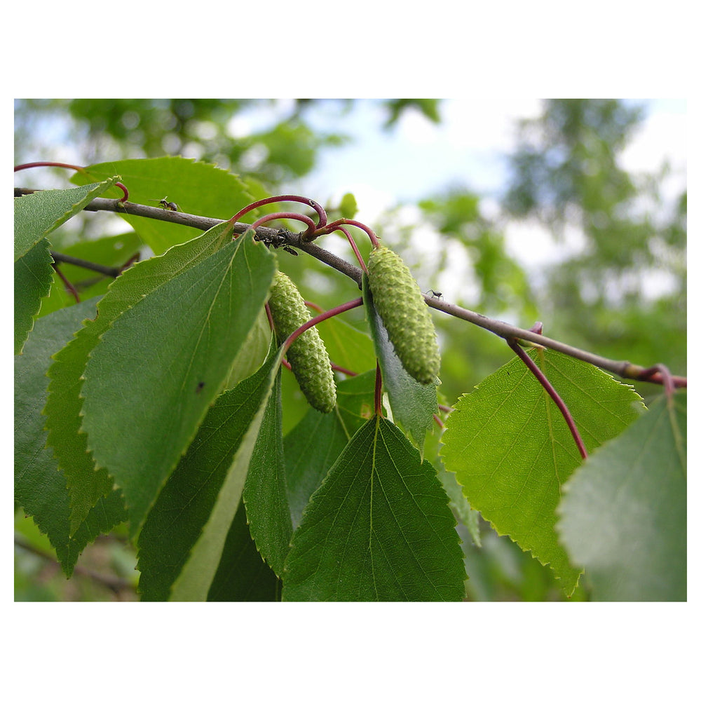 Green Betula Pendula Plant Seeds – Birch Tree Seeds – Heirloom & Non-GMO Seeds for Planting | Neera Seeds product photo [neera-v4-bdf8b20d499698238d74]