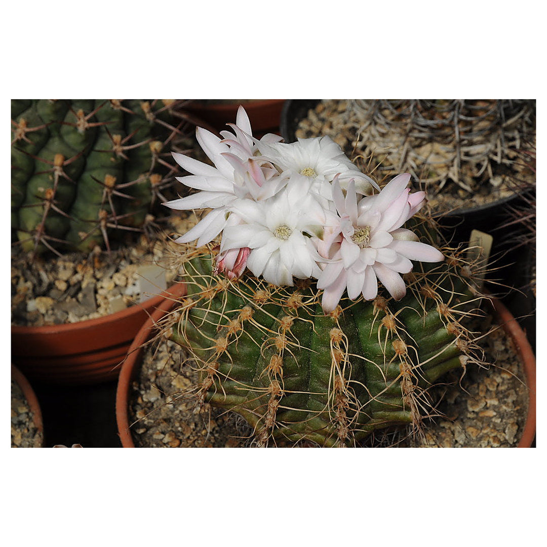 White Gymnocalycium Eurypleurum Flower Seeds for Planting - Heirloom Non-GMO High Germination Organic Garden Seeds | Neera Seeds product photo [neera-v4-be04baa24dcdbf8c5a5c]
