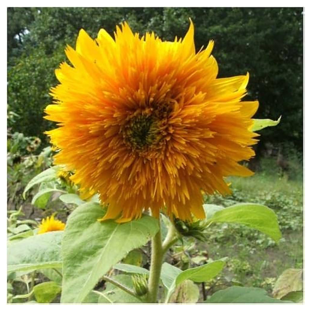 Helianthus Salicifolius Flower Seeds for Planting – Unique Ornamental Foliage and Bright Blooms | Neera Seeds product photo [neera-v4-be08f9aa69cc452c4aa2]