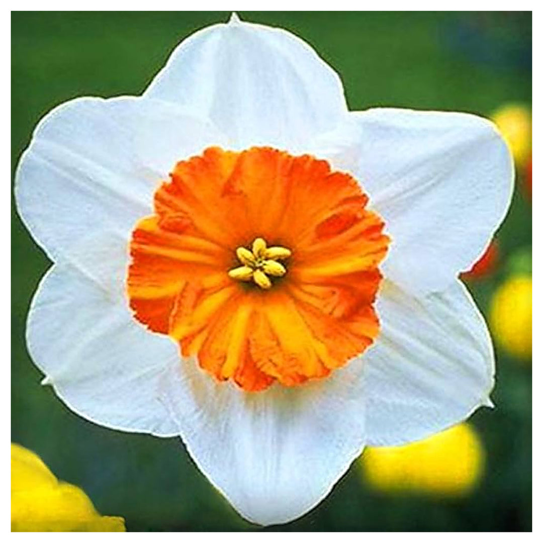 White Blue Daffodil Planting Narcissus Flower Beds And Home Garden Flower Seeds Home | Neera Seeds product photo [neera-v4-be09852302bac4837fab]