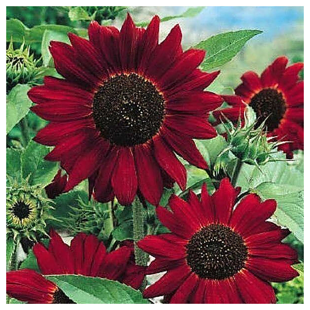 Velvet Queen Sunflower Flower Seeds – Heirloom, Non-GMO, High Germination Organic Garden Seeds for Planting | Neera Seeds product photo [neera-v4-be1729a1755e77bf48bb]