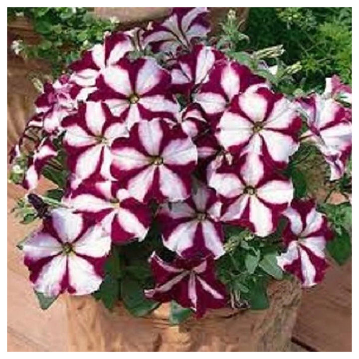 Burgundy White Petunia Flower Seeds for Planting – Heirloom Non-GMO, Easy to Grow Organic Garden Seeds, High Germin | Neera Seeds product photo [neera-v4-be2266e723040f8e2737]