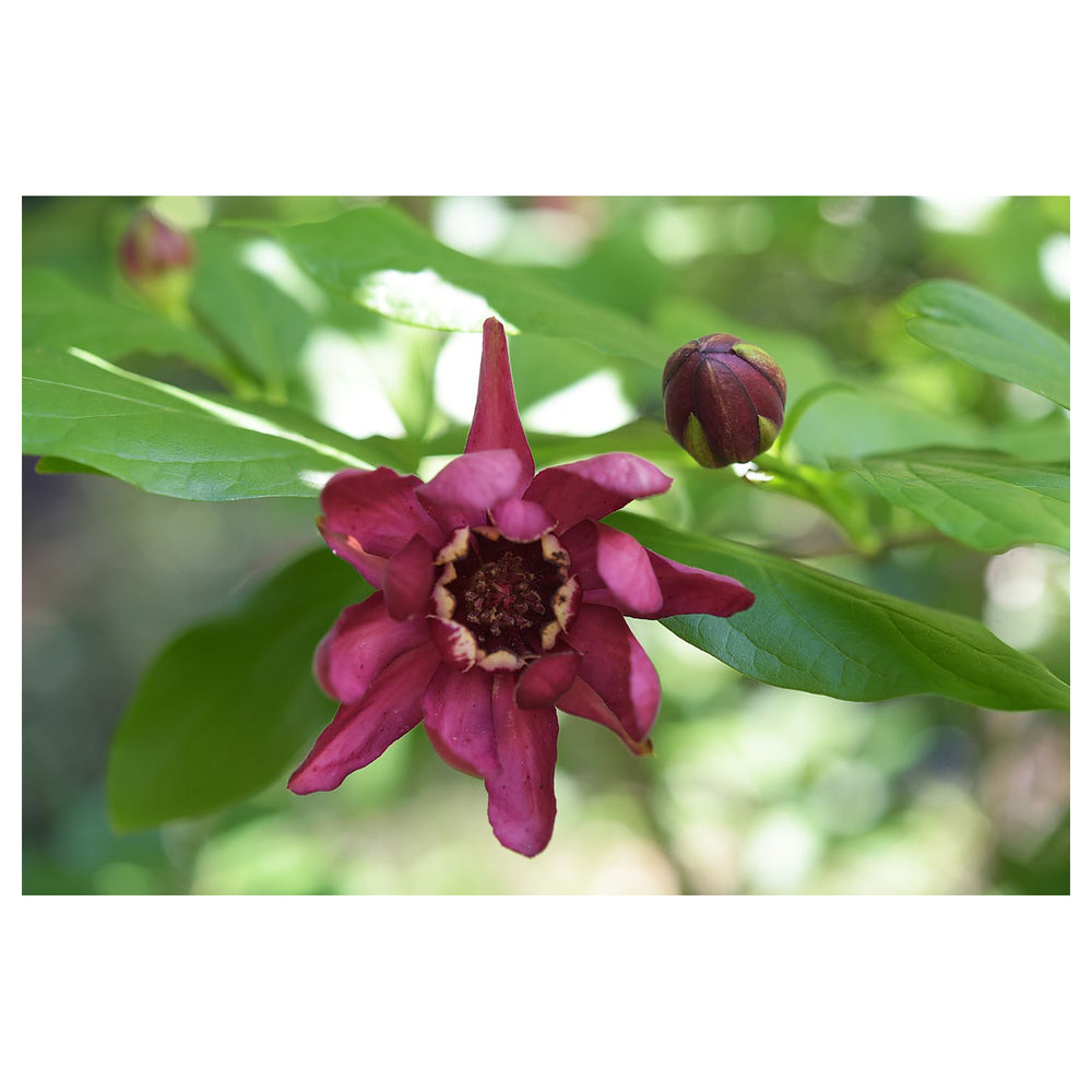 Maroon Carolina Allspice Flower Seeds for Planting – Heirloom, Non-GMO, High Germination Organic Garden Seeds | Neera Seeds product photo [neera-v4-be2c2c158c97d265e5e5]
