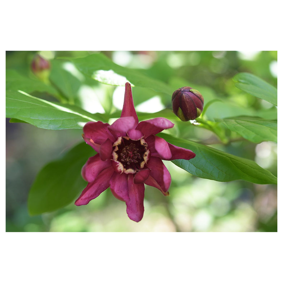 Maroon Carolina Allspice Flower Seeds for Planting – Heirloom, Non-GMO, High Germination Organic Garden Seeds | Neera Seeds product photo [neera-v4-be2c2c158c97d265e5e5]