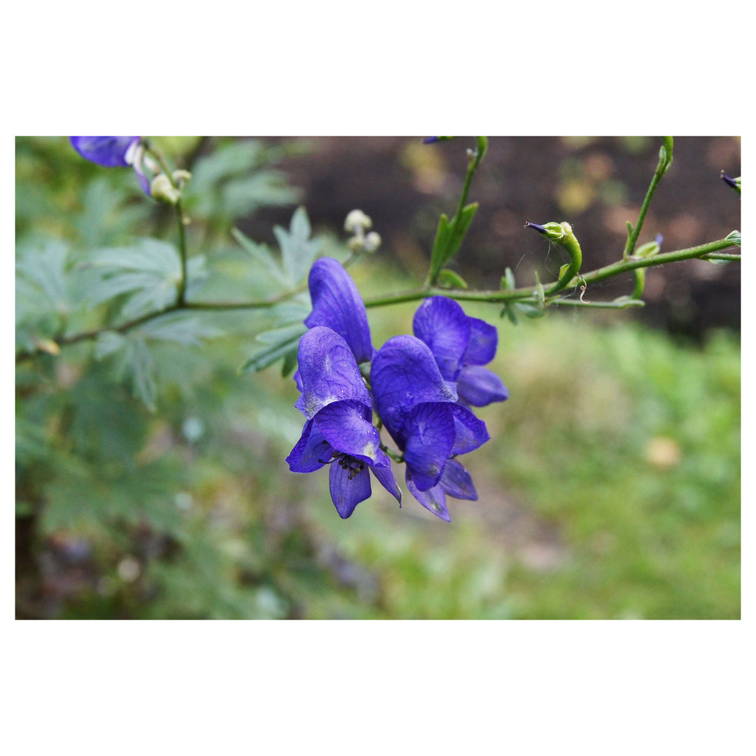 Heirloom Blue Aconitum Napellus Flower Seeds for Planting - Non-GMO garden seeds | Neera Seeds product photo [neera-v4-be36b210509386cc0bab]
