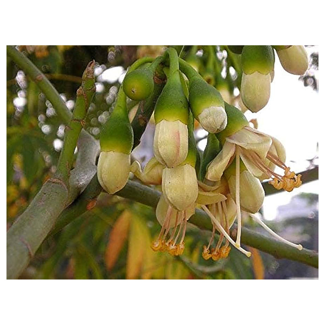 Green Ceiba Pentandra Flower Seeds for Planting – Exotic Kapok Tree Seeds | Neera Seeds product photo [neera-v4-be3bab6517ea9eab065f]