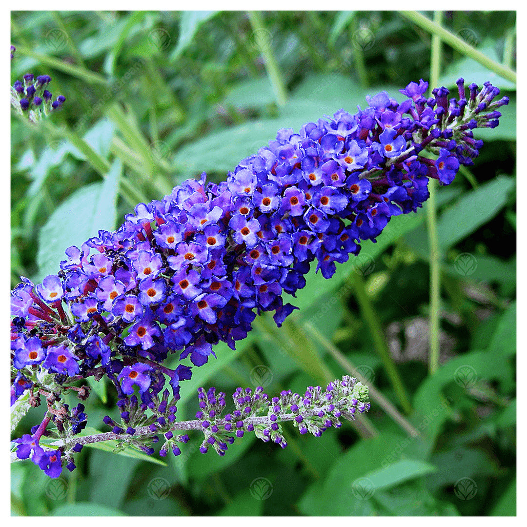 Empire Blue Buddleja Alternifolia Seeds for Planting – Non-GMO Heirloom Seeds | Neera Seeds product photo [neera-v4-be40179d69cbc4c6f0f2]
