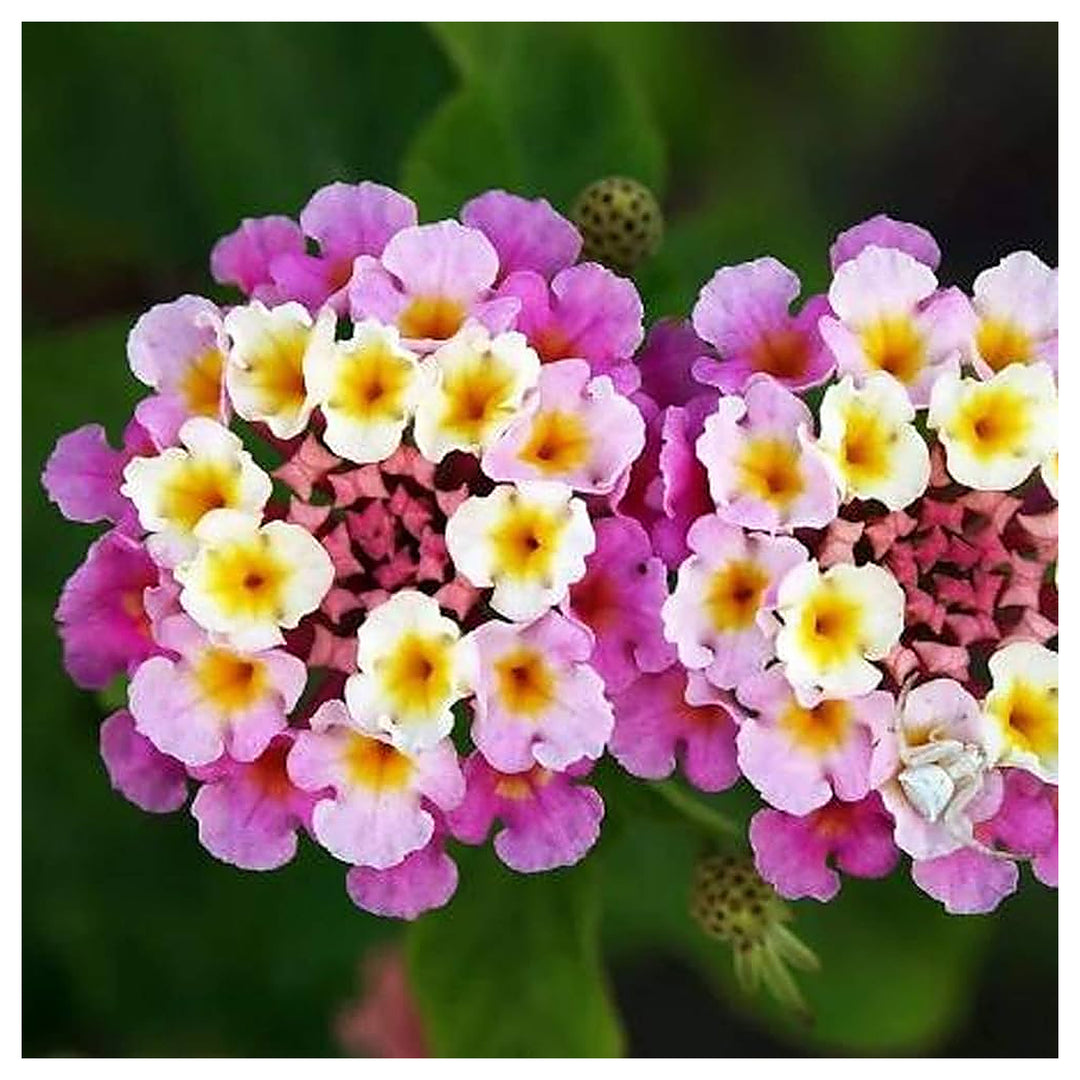 Mixed Lantana Camara Flower Seeds – Organic, Heirloom, Non-GMO Seeds for Planting | Neera Seeds product photo [neera-v4-be5202a898a2995e7119]