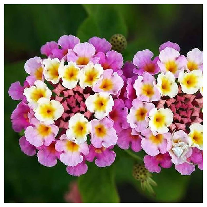 Mixed Lantana Camara Flower Seeds – Organic, Heirloom, Non-GMO Seeds for Planting | Neera Seeds product photo [neera-v4-be5202a898a2995e7119]