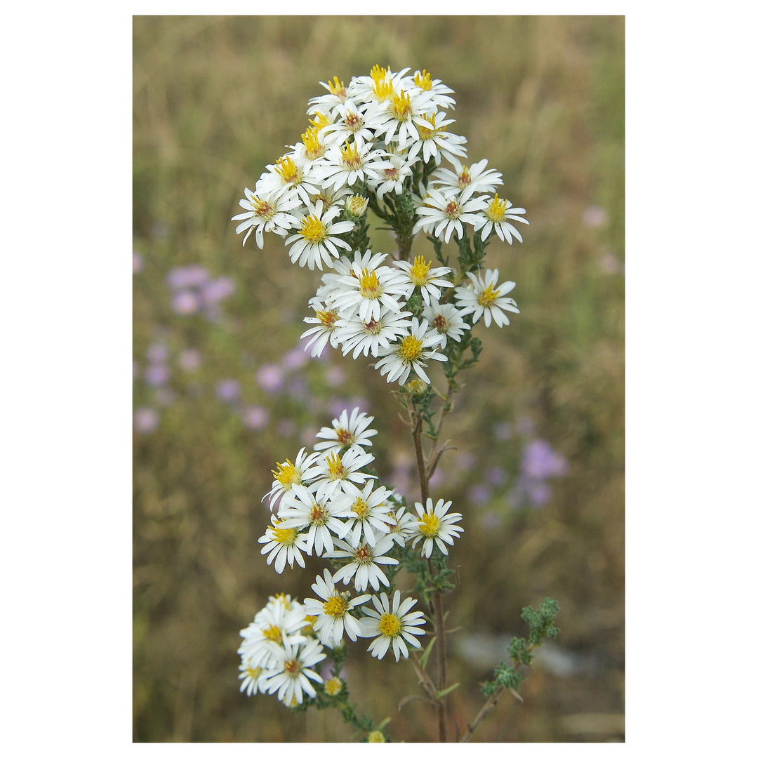 White Prairie Aster Flower Seeds for Planting | Heirloom Non-GMO High Germination Organic Garden Seeds | Neera Seeds product photo [neera-v4-be544fd8c1673a44a1ea]