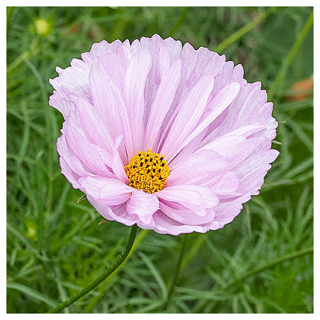 Cosmos Cupcakes Blush' Flower Seeds for Planting – Vibrant Blooms, Heirloom Garden Seeds | Neera Seeds product photo [neera-v4-be5fecc3a11c16c840f7]