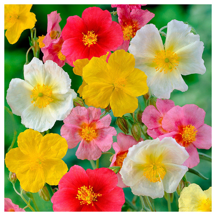 Mixed Helianthemum Rock Rose Plant Seeds for Planting Non-GMO Heirloom Garden Seeds | Neera Seeds product photo [neera-v4-be608b422cc56c5bae71]