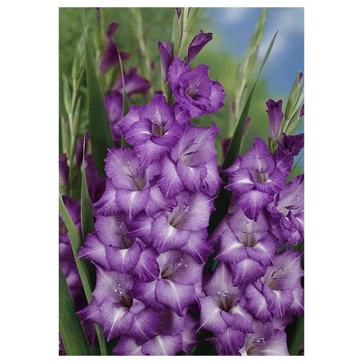 Blue Gladiolus Flower Seeds for Planting – Heirloom, Non-GMO, High Germination Organic Garden Seeds | Neera Seeds product photo [neera-v4-be6e1be54639c241e1f4]