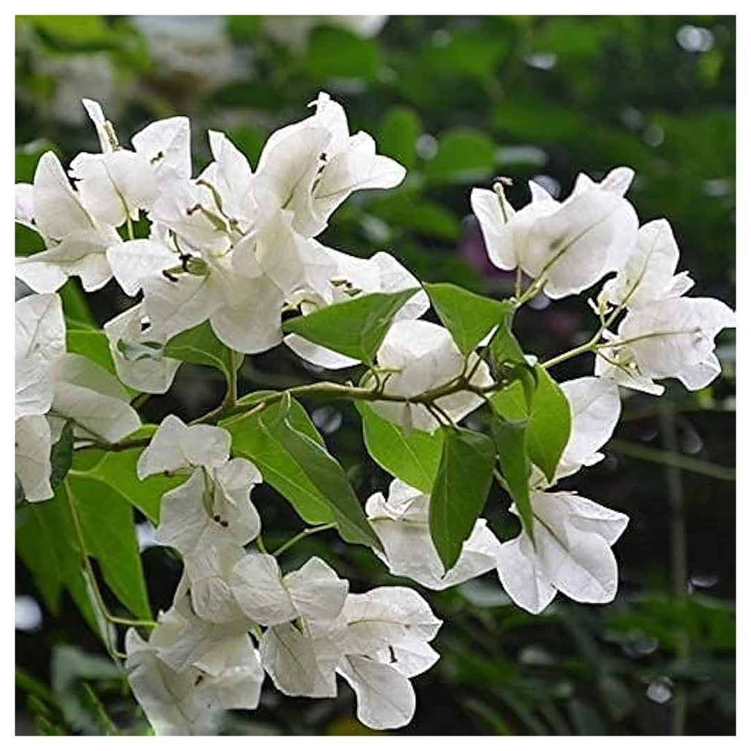 White Bougainvillea Kousa Flower Seeds – Heirloom, Non-GMO Flower Seeds for Planting | Neera Seeds product photo [neera-v4-be8e9f41851f45cfe319]