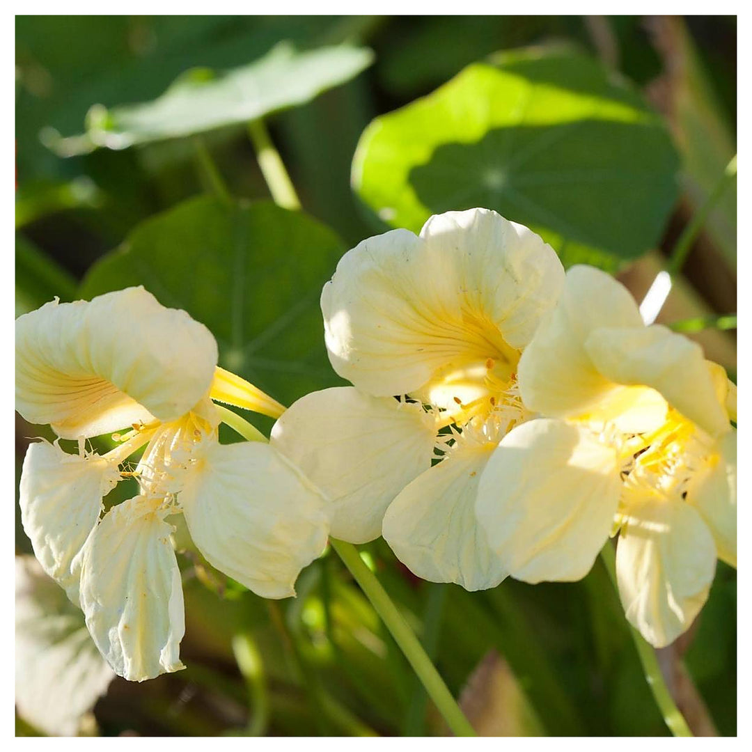 Heirloom Non-GMO Cream Nasturtium Flower Seeds for Garden Planting – Edible Decorative Blooms | Neera Seeds product photo [neera-v4-be915c975cdce3081d23]
