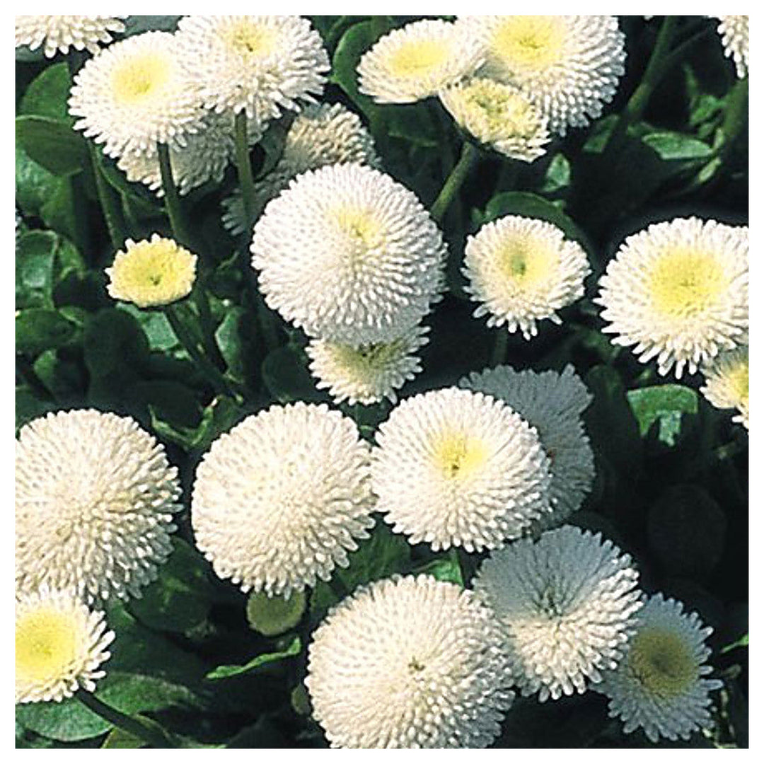 White Bellis Perennis Seeds for Planting – Heirloom, Non-GMO, High Germination Organic Garden Seeds | Neera Seeds product photo [neera-v4-be9b5305e6a8a6d6d935]