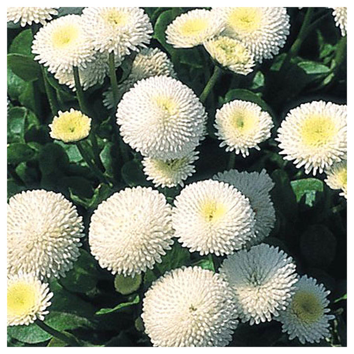 White Bellis Perennis Seeds for Planting – Heirloom, Non-GMO, High Germination Organic Garden Seeds | Neera Seeds product photo [neera-v4-be9b5305e6a8a6d6d935]