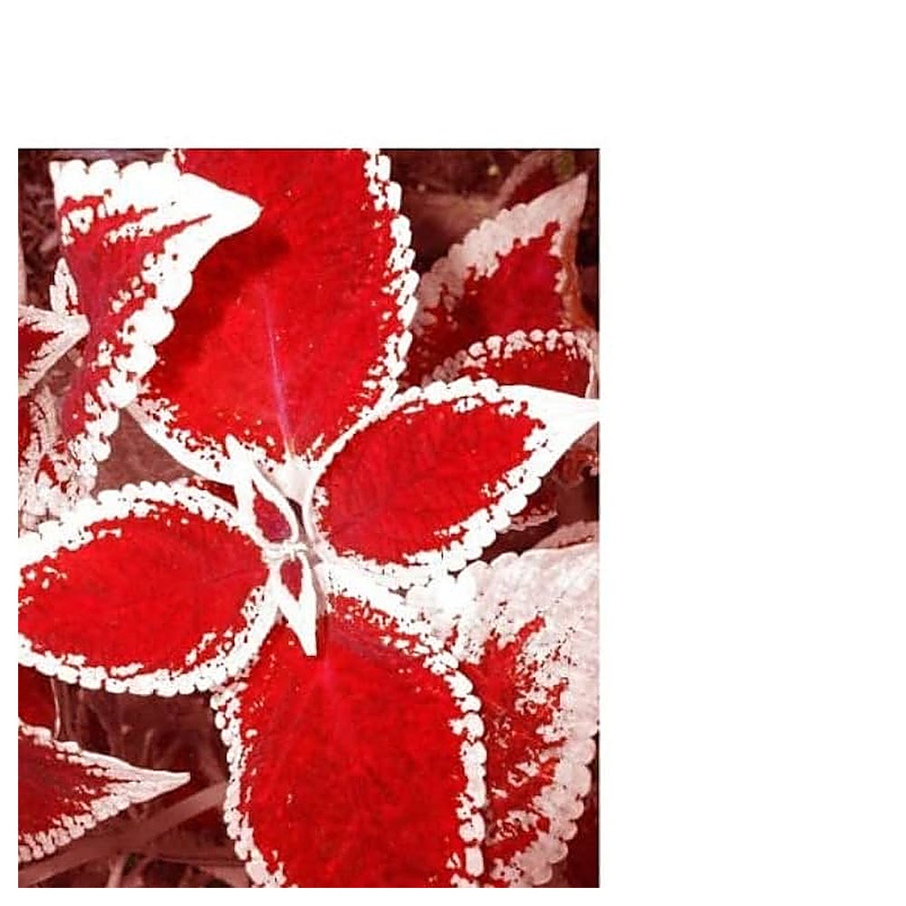 Red White Coleus Plant Seeds for Planting – Heirloom, Non-GMO, High Germination Colorful Foliage Garden Seeds | Neera Seeds product photo [neera-v4-be9bca24207dd4b9701b]