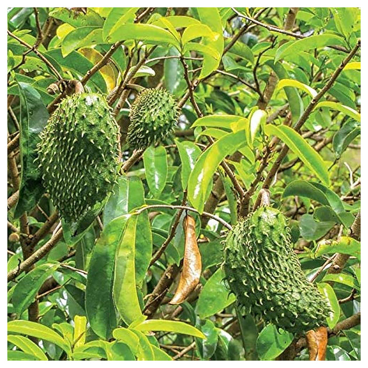 LushGreen Rare Annona Muricata Graviola Soursop Fruit Seeds for Planting – Heirloom Non-GMO Organic Garden Seedsa M | Neera Seeds product photo [neera-v4-be9edefd79f5d75ea1a7]