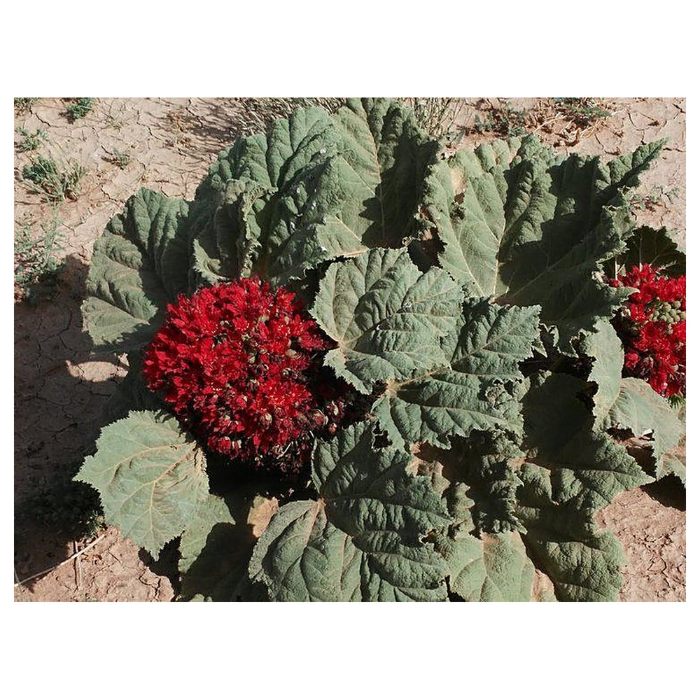 Glossostemon bruguieri (Moghat) Seeds – Heirloom, Non-GMO, High Germination Organic Garden Seeds for Planting | Neera Seeds product photo [neera-v4-bebc2570de6d534c5459]