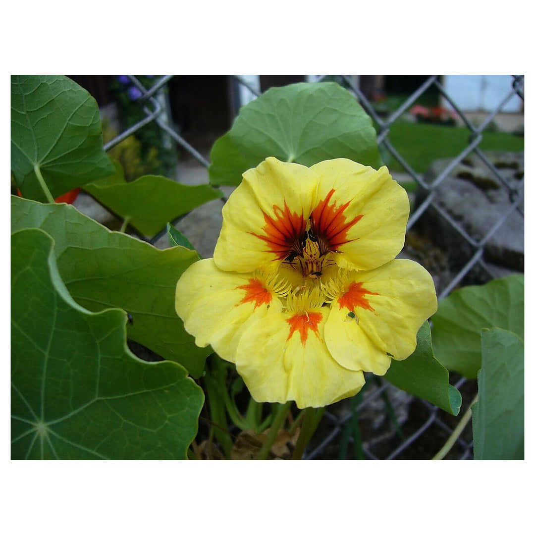 Yellow Peach Nasturtium Flower Seeds for Planting – Heirloom Non-GMO, High Germination Home Garden Seeds | Neera Seeds product photo [neera-v4-bed7b02c5ca534a81197]