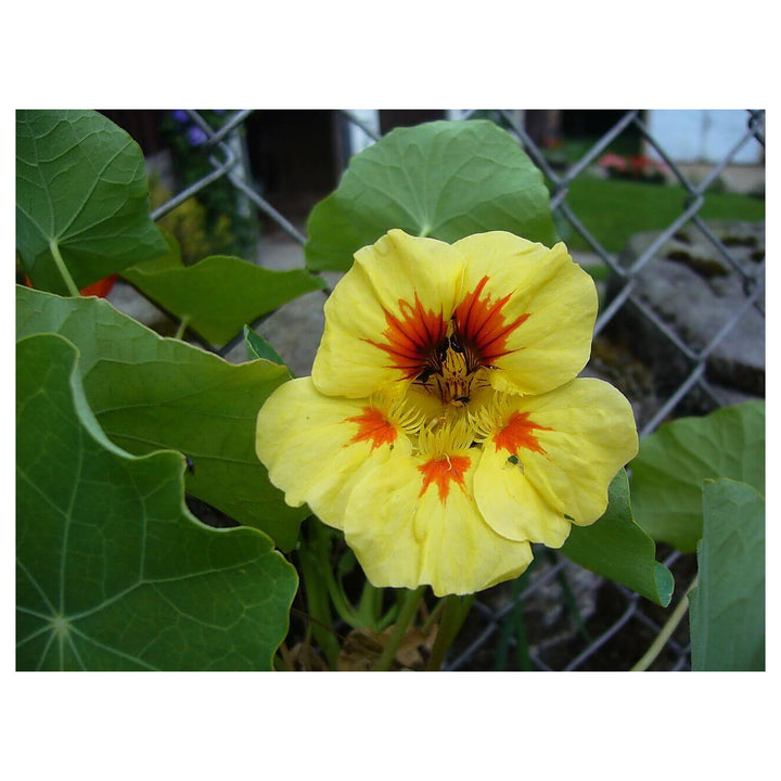 Yellow Peach Nasturtium Flower Seeds for Planting – Heirloom Non-GMO, High Germination Home Garden Seeds | Neera Seeds product photo [neera-v4-bed7b02c5ca534a81197]
