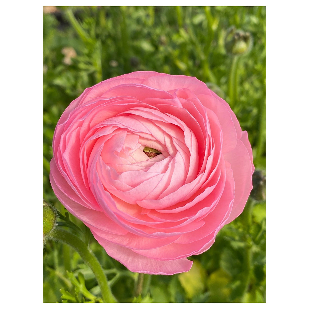 Heirloom Non-GMO Ranunculus Perennial Flower Seeds for Planting – Vibrant Double-Bloom Garden Flowers | Neera Seeds product photo [neera-v4-bed8b878ece0d318f648]