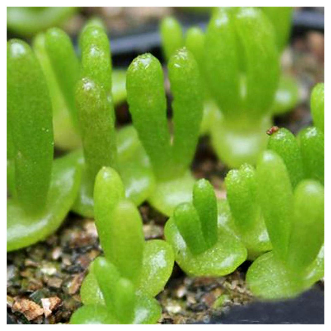 Dicrocaulon Ramulosum Flower Seeds for Planting – Heirloom, Non-GMO Organic Garden Seeds with High Germination | Neera Seeds product photo [neera-v4-bedd0c7fb340598b094a]