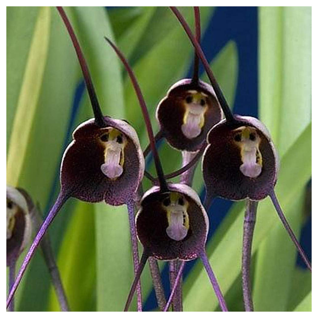 Monkey Face Violet Flower Seeds for Planting – Rare & Fun Blooms with Unique Petal Patterns | Neera Seeds product photo [neera-v4-bede3e6031d61888e69c]