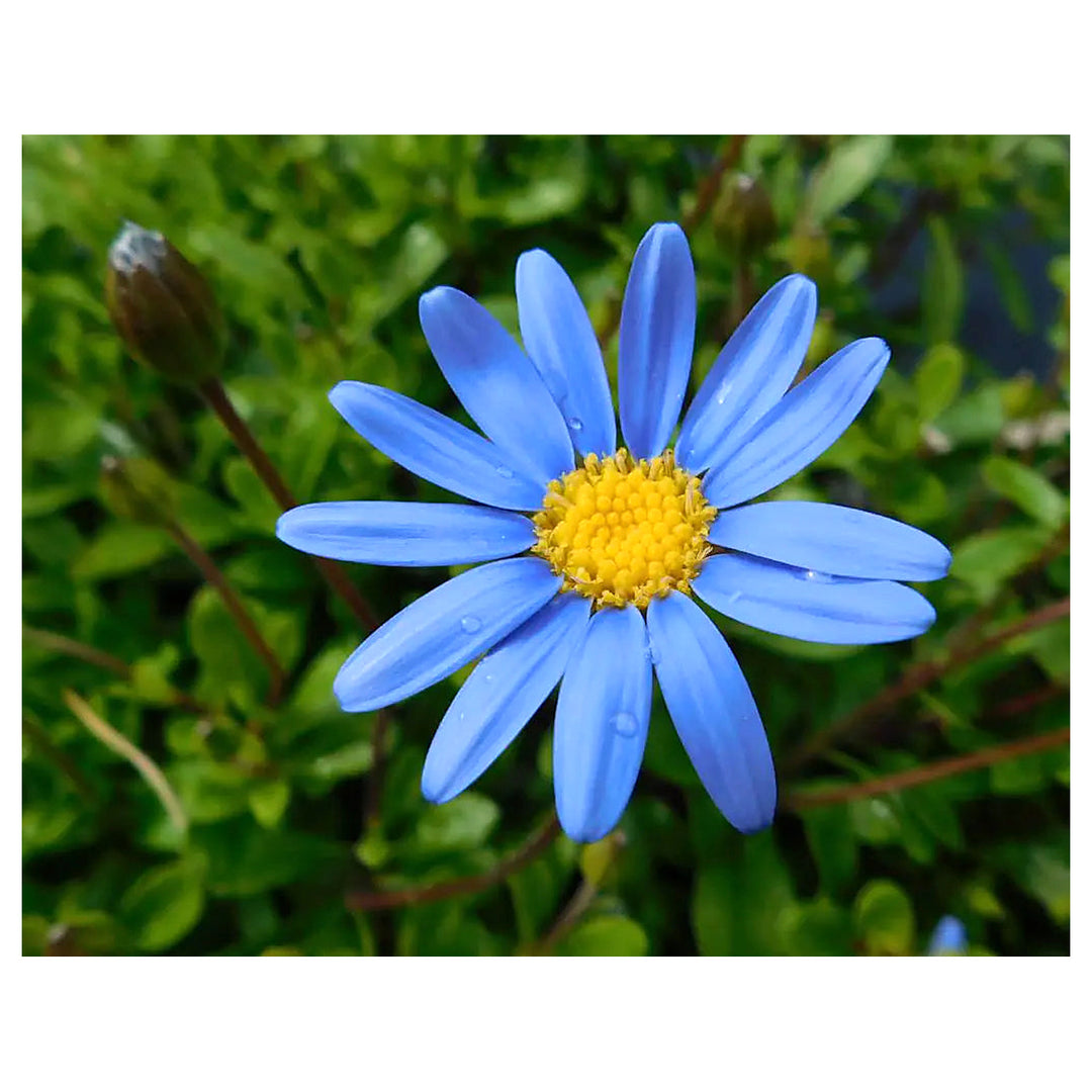 Blue Felicia Amelloides Flower Seeds for Planting - NON GMO Seeds | Neera Seeds product photo [neera-v4-bef926f583ae8d217941]